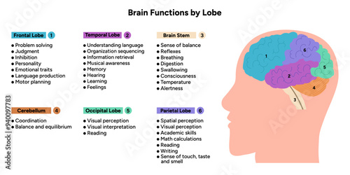 Brain functions by lobe. Medical information and diagram