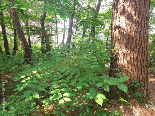 Image of a blooming lacquer tree on the trail at Deokjeong Park