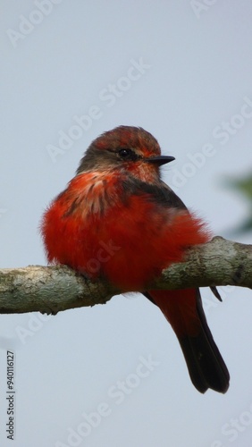 Vermilion Flycatcher: Pyrocephalus rubinus rubinus photo