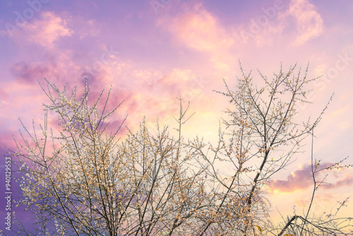 Pink Pastel flower floral soft nature blossom blurred background. Vintage retro romance plum botanical bloom spring season. Blurry Cherry blossom petals plant in beautiful garden. Backdrop template