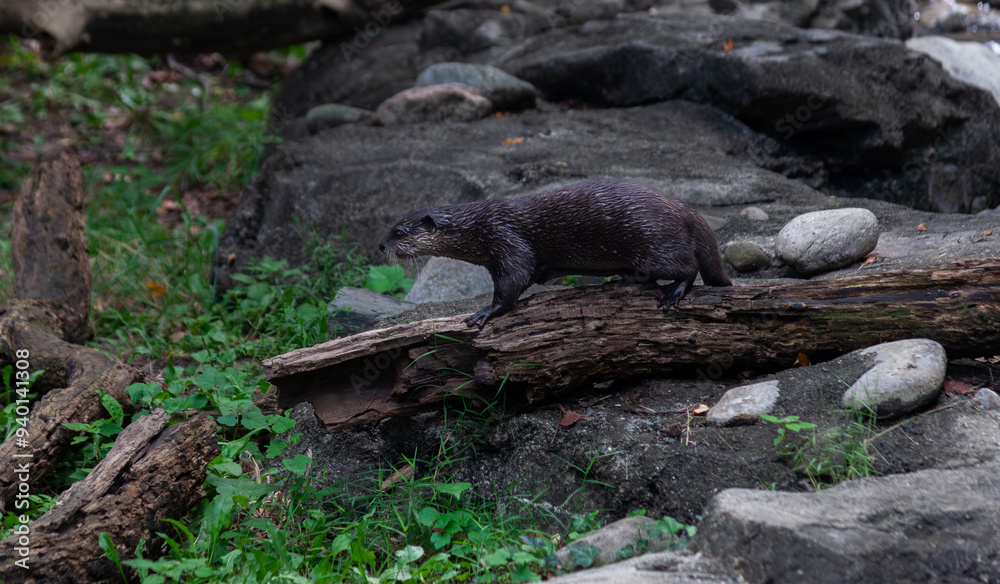 Asian River Otter Playing on a Log Asian River Otter Playing on a Log