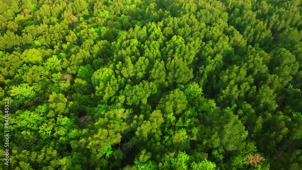 Amazing abundant mangrove forest river,Aerial view of forest trees Rainforest ecosystem and healthy environment background, Texture of green trees forest top down High angle view Amazing abundant mangrove forest river,Aerial view of forest trees Rainforest ecosystem and healthy environment background, Texture of green trees forest top down High angle view