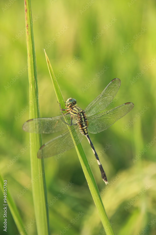 Orthetrum Sabina or rhinoceros dragonfly, the slender skimmer or green marsh hawk, is a species of dragonfly in the family Libellulidae. Orthetrum Sabina or rhinoceros dragonfly, the slender skimmer or green marsh hawk, is a species of dragonfly in the family Libellulidae.