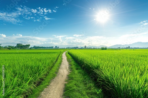 A long dirt path leading through the rice fields