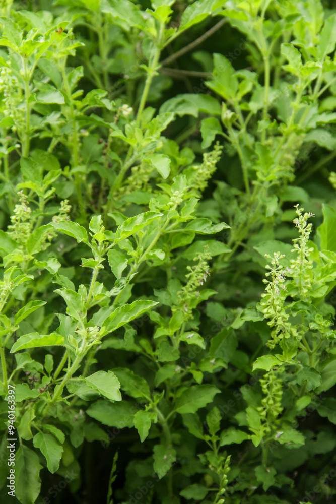 Ocimum Sanctum or ruku-ruku or holy basil leaves in the garden background. Green Holy basil leaf or Ocimum Tenuiflorum tree plant Ocimum Sanctum or ruku-ruku or holy basil leaves in the garden background. Green Holy basil leaf or Ocimum Tenuiflorum tree plant