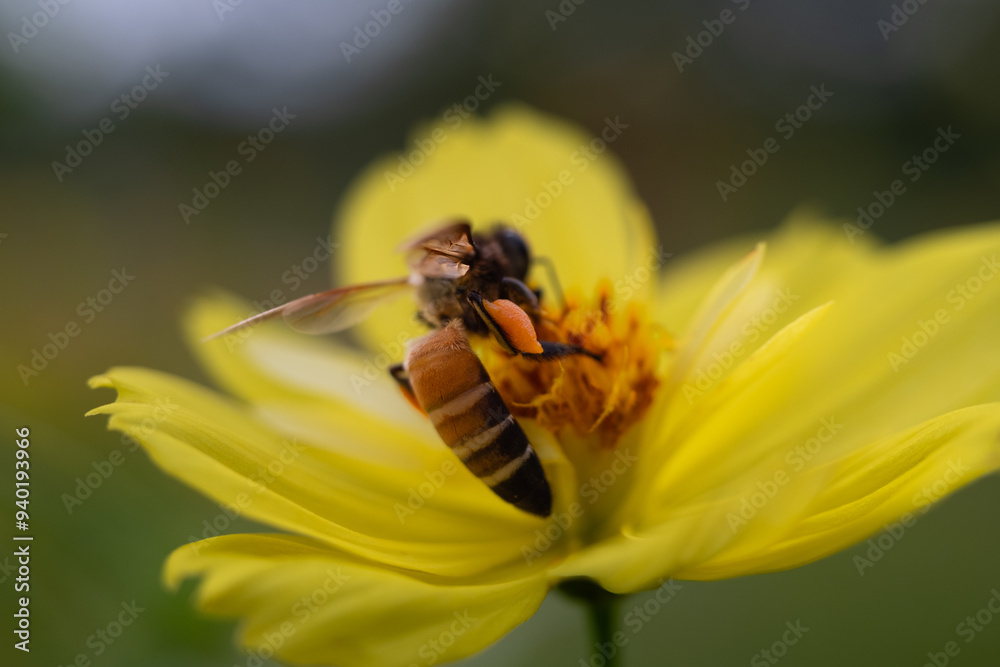 Naklejka premium A bee is eating nectar from a flower