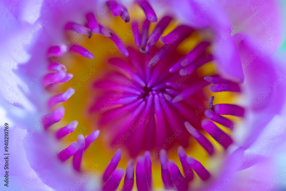 Obraz premium close up of a purple flower