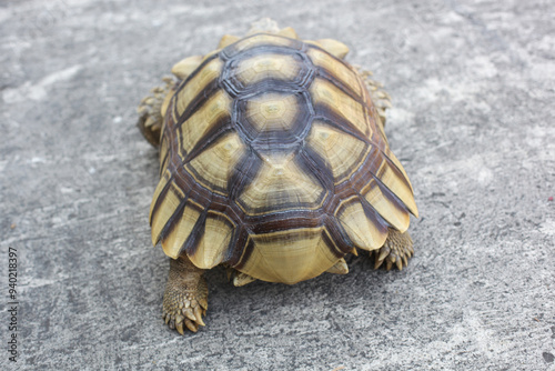 Rear view of the African spurred tortoise or sulcata tortoise (Centrochelys sulcata), species of tortoise inhabiting the southern edge of the Sahara Desert photo