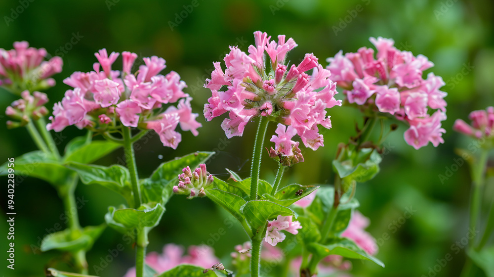 Close-up of vibrant pink allium flowers in bloom with green foliage in the background, perfect for botanical gardens, floral photography, or nature-inspired designs Close-up of vibrant pink allium flowers in bloom with green foliage in the background, perfect for botanical gardens, floral photography, or nature-inspired designs