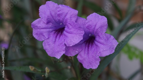purple flower in the garden