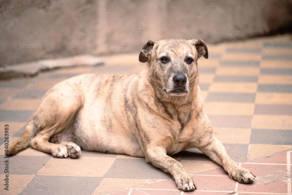 portrait of a dog resting on the ground portrait of a dog resting on the ground