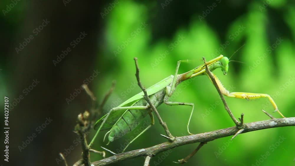 Mantis religiosa or praying mantis is an animal belonging to the order Mantodea Mantis religiosa or praying mantis is an animal belonging to the order Mantodea