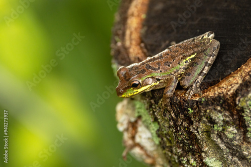 The invasive Cuban treefrog (Osteopilus septentrionalis) in southwest Florida photo