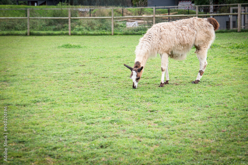 Fototapeta premium Llama walks in the pasture, animal care and welfare