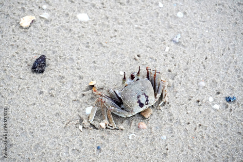 Horned ghost crab (Ocypode ceratophthalmus) or horn-eyed ghost crab, selective focus. Crab on the beach at Koh Yao Yai island, Phang Nga Thailand photo