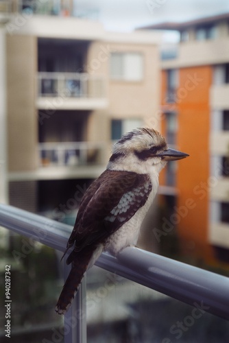 bird on a fence