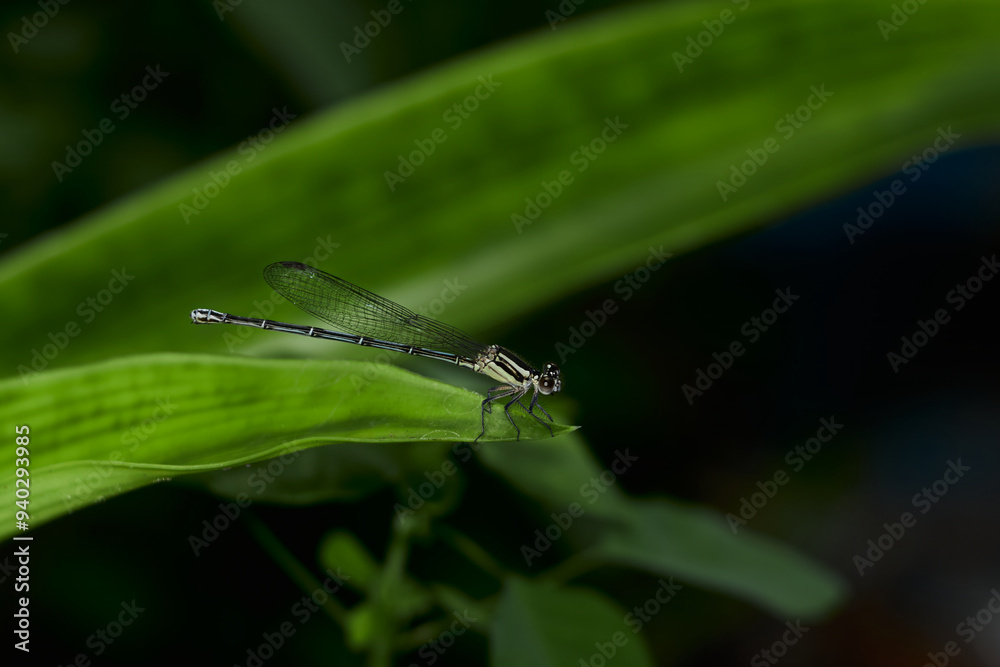 Dragonfly on a green leaf