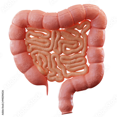 3D Illustration Colon