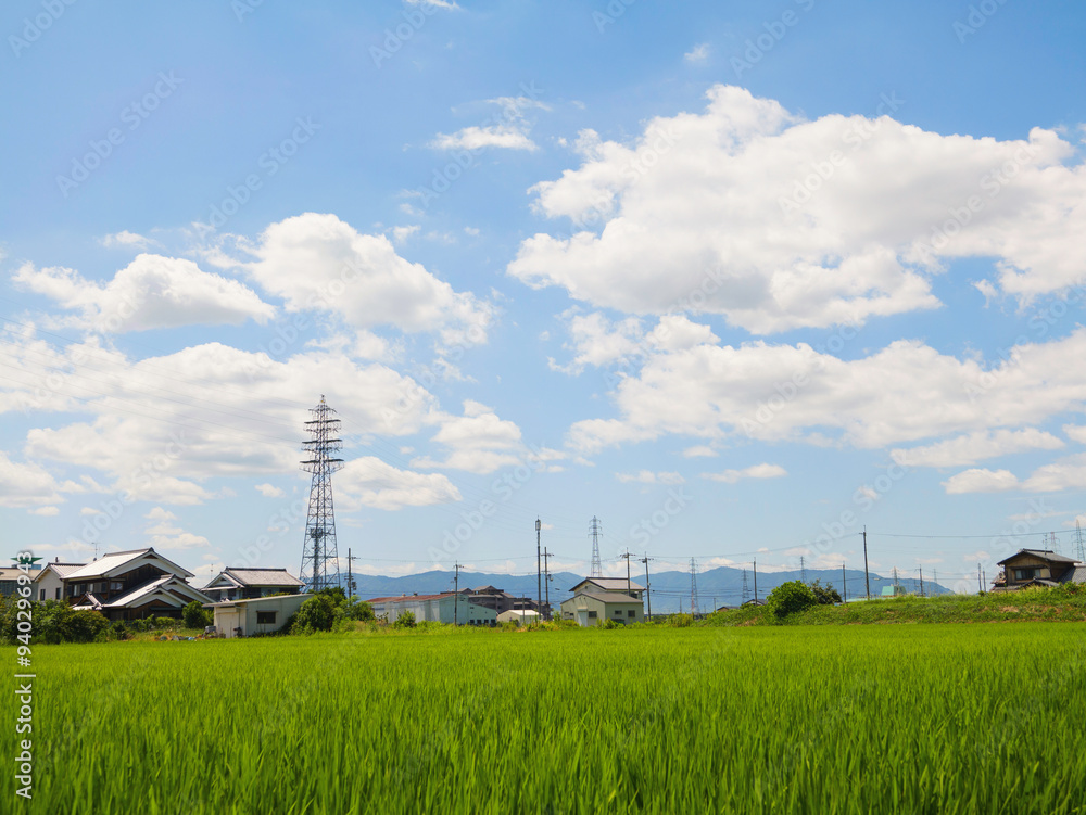 Agriculture green rice field under blue sky Agriculture green rice field under blue sky