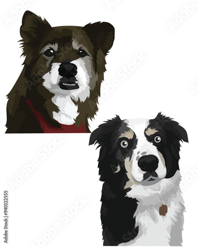 border collie dog