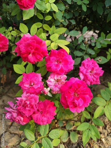 pink roses in garden