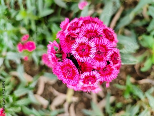 flower in the garden