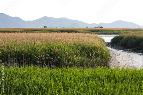 Fototapeta Naklejka Na Ścianę i Meble -  tranquil landscape of the meadow with yellow reeds and green grass