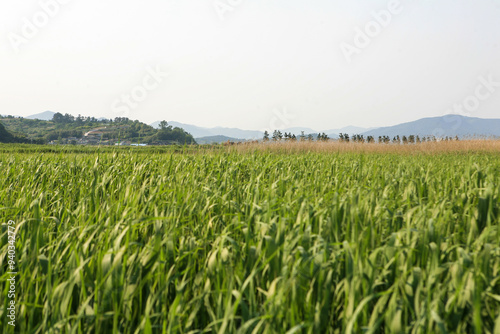 View of the reed field with green grass and trees