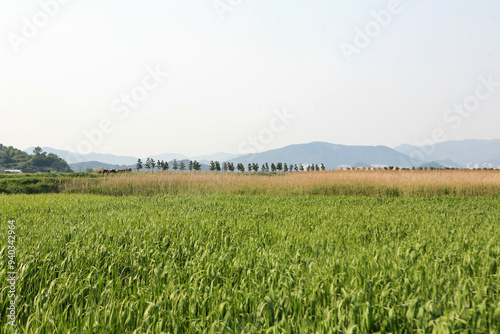 View of the reed field with green grass and trees