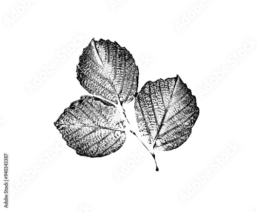 Black and white leaf print stamp of botanical illustration. Plain leaf sketched art on plain white background.
