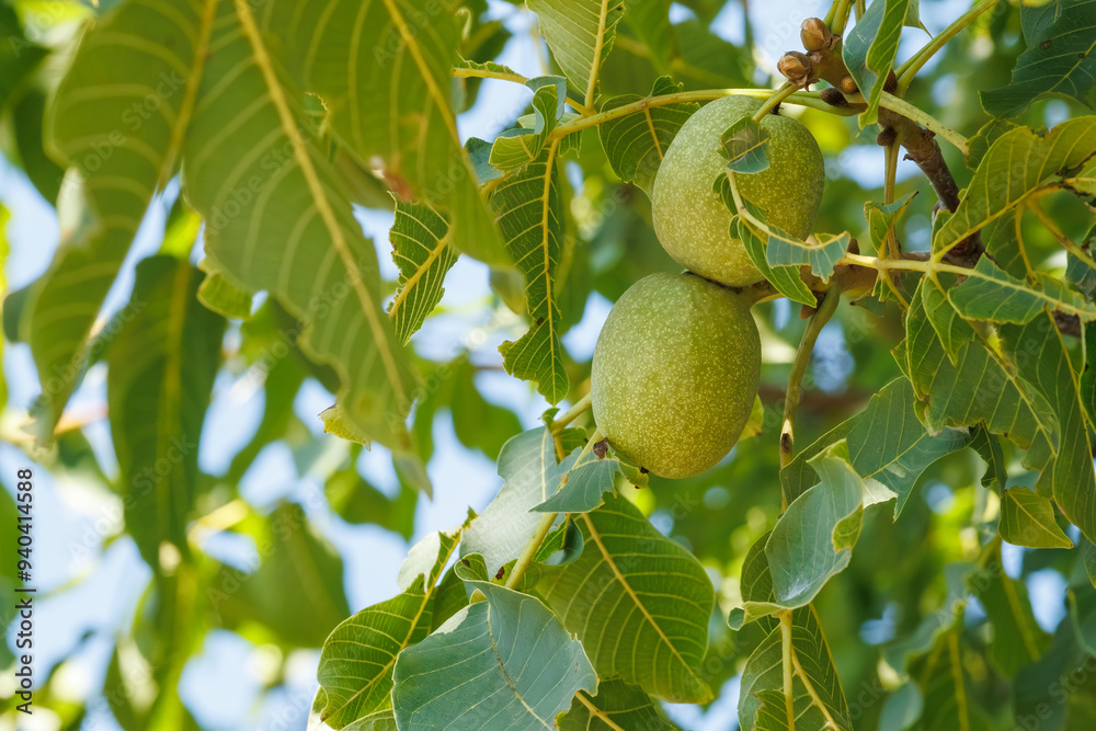 Green walnuts growing on a tree. Young walnut on the branch in summer.