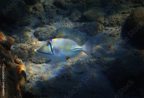 Exotic coral fish -  Picasso trigger-fish, scientific name is Rhinecanthus as...
