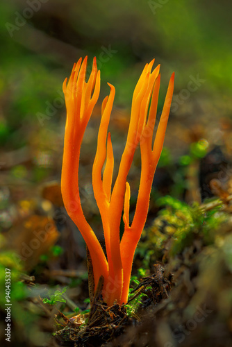 Amazing forest mushroom looks like flames - Calocera viscosa photo