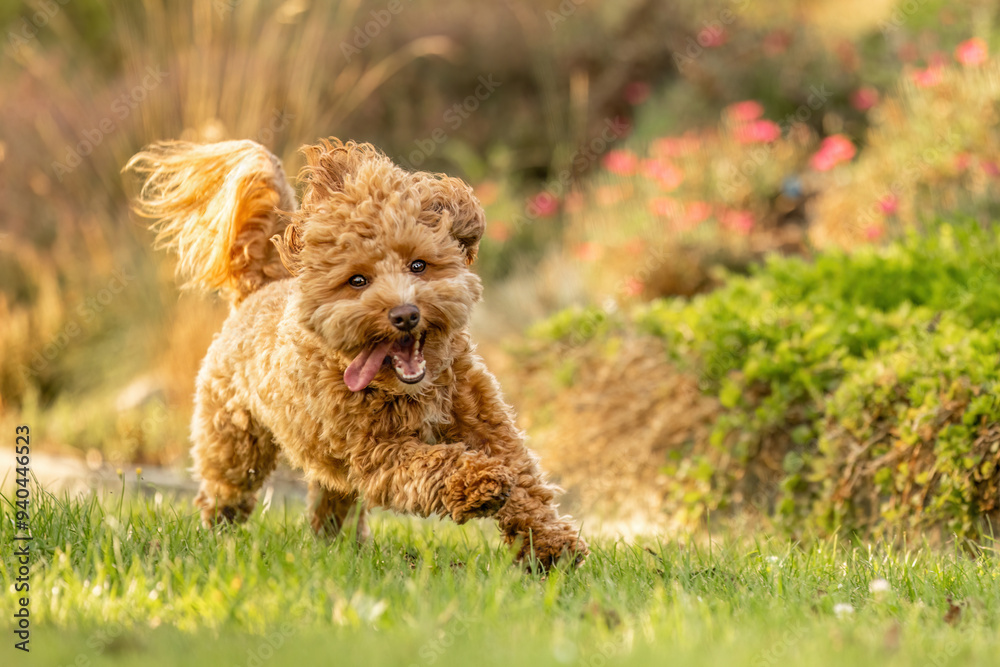 A cute havapoo dog having fun running across a meadow in a garden in summer outdoors A cute havapoo dog having fun running across a meadow in a garden in summer outdoors