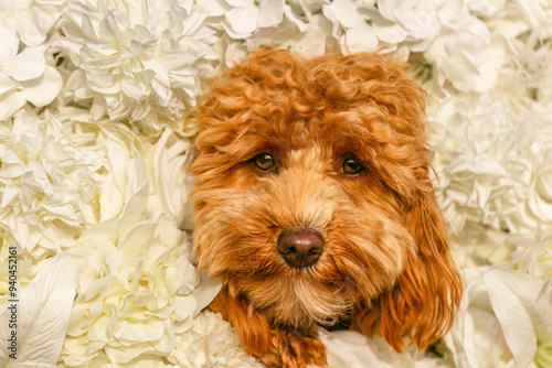 A cute havapoo dog in front of a colorful flower background photo