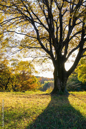 日本の風景・秋 埼玉県 紅葉の狭山湖・狭山自然公園