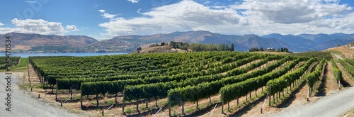 Lake Chelan wine country, a panoramic view showing vineyards, the lake and the surrounding hills in the background_08252024_9828 photo