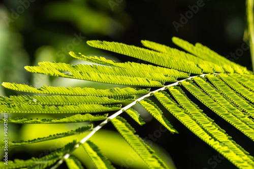 Lush green leaves, vibrant and fresh, bring a touch of natural beauty. Their rich color and elegant shape make them perfect for decoration, enhancing any space with a refreshing and organic feel.