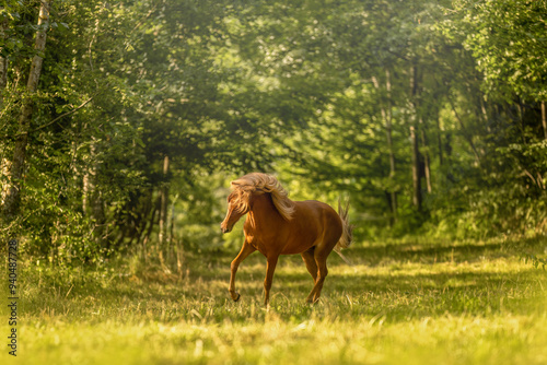 A young chestnut brown icelandic horse mare on a pasture in summer outdoors photo