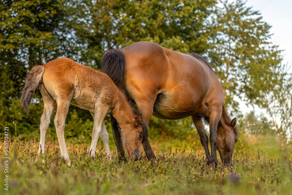 A cute bay brown icelandic horse foal on a pasture in summer outdoors A cute bay brown icelandic horse foal on a pasture in summer outdoors