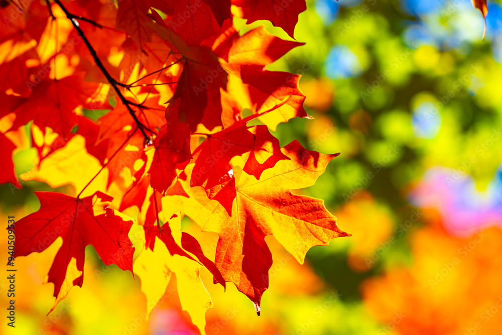 Beautiful orange and yellow autumn leaves. Fall leaves of maple trees. Autumn fall leaves in sunlight. Natural autumn background. Autumnal background. Foliage, falling leaves background. Autumn leaf. Beautiful orange and yellow autumn leaves. Fall leaves of maple trees. Autumn fall leaves in sunlight. Natural autumn background. Autumnal background. Foliage, falling leaves background. Autumn leaf.