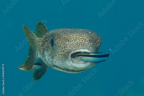 Porcupine pufferfish being cleaned by cleaner fish at cleaning station , Bali, Indonesia