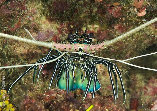 Painted Spiny Lobster crawls on coral of Bali photo