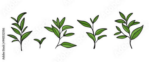 Hand drawn tea leaves. Set of green tea branches. Botany vector illustration. Matcha tea.