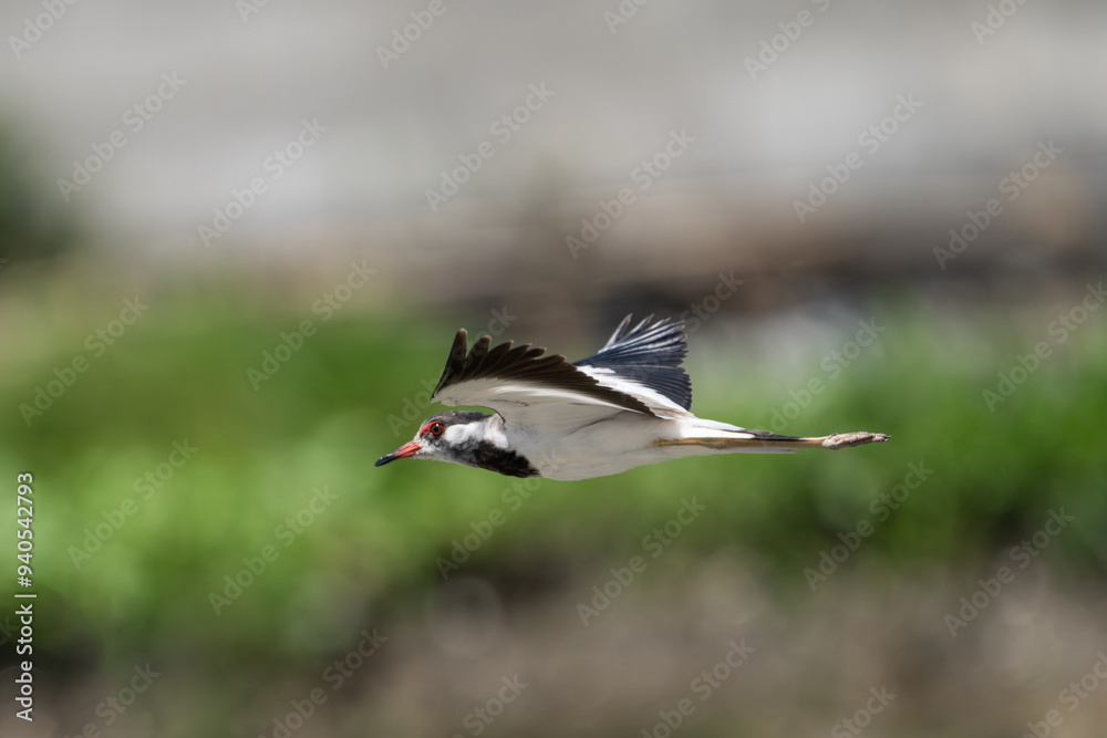 Red-wattled Lapwing in flight. The Red-wattled lapwing (Vanellus indicus) is large wader native to Asia. Red-wattled Lapwing in flight. The Red-wattled lapwing (Vanellus indicus) is large wader native to Asia.