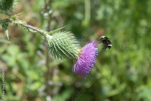 bee taking off