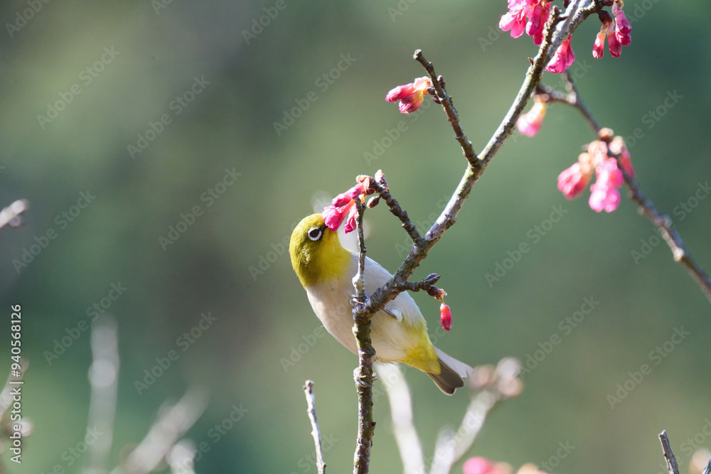 Swinhoe's white-eye (Zosterops simplex) with flowers of Taiwan cherry (Prunus campanulata) blooming in spring in Hong Kong with blue sky