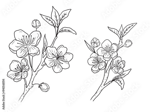 Beautiful cherry blossom branches with flowers, buds and leaves in black on white background. Hand drawn vector sketch illustration in doodle engraved vintage line art style. Floral botanical
