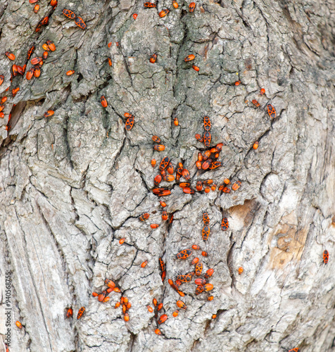 Close-up of a red wood bug photo