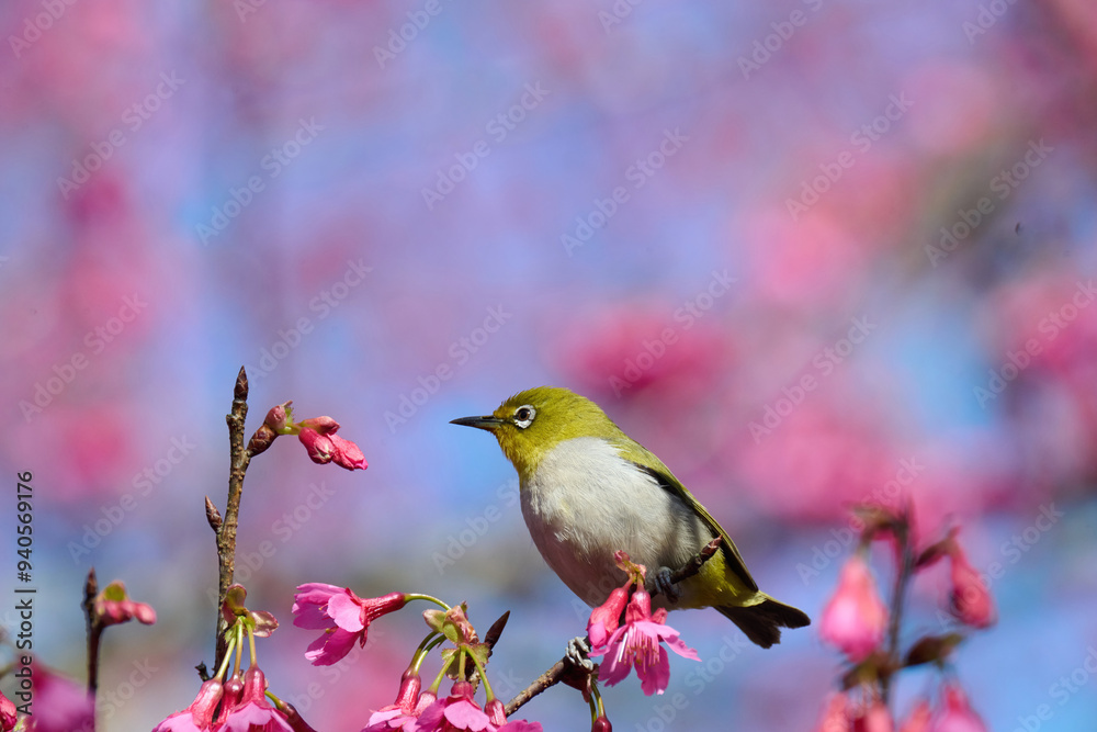 Swinhoe's white-eye (Zosterops simplex) with flowers of Taiwan cherry (Prunus campanulata) blooming in spring in Hong Kong with blue sky Swinhoe's white-eye (Zosterops simplex) with flowers of Taiwan cherry (Prunus campanulata) blooming in spring in Hong Kong with blue sky